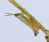 CollectionObject 1599783; eb8d6a43-a90d-4f86-a301-86e8bcbfaf7d: male (Brazil, Minas Gerais, Reserva Ecológica do Panga). (CollectionObject).