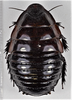 CollectionObject 1618724; e34fe478-8e9b-48ec-91d2-627221550c4e: (CollectionObject).