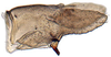 Pygofer, lateral view: !! display not done !! on Dorycephalus Kouchakéwitch, 1866: Dorycephalus baeri, pygofer, laterally (INHS). (Observation).