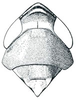 Head: Osbornellus auronitens, head, pronotum, and mesonotum, dorsally. (Observation).