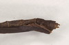 CollectionObject 1561422; b86d2261-af7b-42b9-8c07-f19c627f1212: copyright Natural History Museum, London. male: end of abdomen, dorsal view (holotype). (CollectionObject).