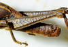 CollectionObject 1498818; 2da30b4f-c860-4267-8220-dc97688621d0: 2012. male, abdomen, lateral view. (CollectionObject).