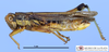 CollectionObject 1514302; 551b739d-69b5-4cee-8743-6ea4a141bf8a, MLP3381/1: male, lateral view (paratype). (CollectionObject).