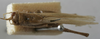 CollectionObject 1539608; 8f968fd7-e63f-44c8-b8a6-bc4453baeca6: male dorsal (lectotype). (CollectionObject).
