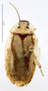 CollectionObject 1587304; MNHN(SF IMPORT DUPLICATE) MNHN-EP-EP1268, 2982acdf-e2a6-4872-b9e9-84c5fb72e41f: CC BY-NC-ND 4.0/MNHN - Depraetere Marion - 2014. Holotype, female, of guyanense Grandcolas, 1993. Specimen number: MNHN-EP-EP1268. http://coldb.mnhn.fr/catalognumber/mnhn/ep/ep1268. (CollectionObject).