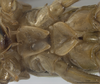 CollectionObject 1578147; c97c2ea3-e639-40e7-ab73-e4020d0859b8: male, thorax, ventral vew. (CollectionObject).