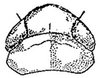 Head: !! display not done !! on Fitchana vitellina (Fitch, 1851): head, dorsally. (Observation).