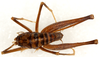 CollectionObject 1499645; e2b33038-ac2a-4ab2-bd78-4374c69a797e: male, dorsal view. (CollectionObject).
