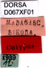 CollectionObject 1584226; ebeb5dd4-00a2-403f-8950-f7986ee07c23, DORSA D067XF01: labels (syntype). (CollectionObject).