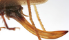 CollectionObject 1539820; aa34da54-68ae-4942-9610-98d529246d70: female ovipositor (holotype). (CollectionObject).