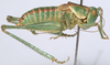 CollectionObject 1527088; cb52e0e0-0be1-424a-9374-e3b3a4b32268: male, lateral view (holotype). (CollectionObject).
