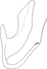 Aedeagus, lateral view: Aedeagus, lateral view. (Observation).