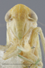 Head: Head/Face. Lighter colored specimen. (Observation).