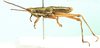 Cawendia glabrata Karsch, 1888: male, lateral view. (Otu).