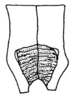 Pantecphylus (Pantecphylus) cerambycinus Karsch, 1891: Fig. 7. male subgenital plate, ventral view. (Otu).