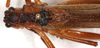 CollectionObject 1544415; 9e9cfe68-9ee4-4ef7-bca3-0d1b7a4193d6: male, dorsal view (holotype). (CollectionObject).