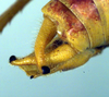 CollectionObject 1500503; dfc38884-7aad-4664-9e3f-a9dc9fd69d42, DORSA BTarascuHTM: male cerci (holotype). (CollectionObject).