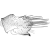 Pygofer, lateral view: Pygofer, lateral view. (Observation).