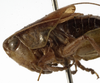 CollectionObject 1529603; 03359bb8-aa0b-4544-977a-92e15ee8a7b7: male pronotum, lateral view (holotype or syntype). (CollectionObject).