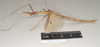 CollectionObject 1562029; eca50ffd-5ecd-4700-bb73-81f80c633884: copyright Natural History Museum, London. female, lateral view of Necroscia sipylus (paralectotype). (CollectionObject).;CollectionObject 1562029; eca50ffd-5ecd-4700-bb73-81f80c633884: copyright Natural History Museum, London. female, lateral view of Necroscia sipylus (paralectotype). (CollectionObject).