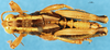 CollectionObject 1505079; 8c0ab637-236e-4bc4-8b7c-1ecf3f2f65f7, DORSA D011AM01: male, dorsal view (holotype). (CollectionObject).