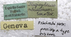 CollectionObject 1506508; 79009009-0d05-445d-bd55-9e1382000405: labels (syntype of Plagiopleura arbustorum). (CollectionObject).