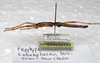CollectionObject 1576303; SPM SP/EPH/02122, 7b0985aa-2110-48bd-8a7b-2f26f4219712: copyright SPM, Kinabalu. male, lateral view (paratype). (CollectionObject).