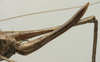 CollectionObject 1535994; 0135e7ad-417e-4968-ad7c-8543bef6b667: female ovipositor (syntype). (CollectionObject).
