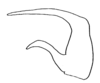Daedalellus pollostus Nickle, 2001: Fig. 18. left male cercus, dorsal view. (Otu).