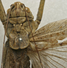 CollectionObject 1535137; 3f717f7a-fe46-4829-83d3-ae3d77d9d543: male stridulatory apparatus (holotype). (CollectionObject).