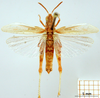 CollectionObject 1502321; 6be44017-fd8d-48ff-99c9-fef5366f243f, DORSA SAnotsahS03: male, dorsal view (syntype). (CollectionObject).