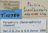 CollectionObject 1597765; 1b658284-94e1-4191-afb5-acc73cf1c12e: labels (paratype). (CollectionObject).