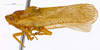 Habitus, lateral view: (Observation).
