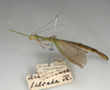 CollectionObject 1561845; NMW 1025, a2189087-09fc-419d-abfd-b4353cccfbc3: copyright NMW, Vienna. male, lateral view (holotype). (CollectionObject).