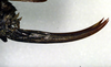 CollectionObject 1502612; 5062a036-e780-4490-8d9e-4a2cbfc2c61b, DORSA BTeutacuS02: ovipositor (syntype). (CollectionObject).