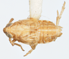 Habitus, dorsal view: !! display not done !! on Delphacodes recurvatus Beamer, 1948: (Observation).