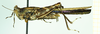 CollectionObject 1585783; afa140bf-2676-487b-8b69-9504a5380d90: male, lateral view (syntype). (CollectionObject).