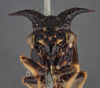 Head: !! display not done !! on Antonae tigrina (Fairmaire, 1846): (Observation).