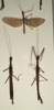 CollectionObject 1558320; 2ff244ae-5c13-4803-b88f-366c37c71218: copyright NMW, Vienna. male and female (syntypes). (CollectionObject).;CollectionObject 1558321; b6802191-713c-4cd5-bc7e-5e3965806a14: copyright NMW, Vienna. male and female (syntypes). (CollectionObject).
