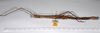 CollectionObject 1559960; b4edd13b-78a8-4b89-bc5a-de51d64c1b9e: copyright ANSP. female, lateral view (syntype). (CollectionObject).