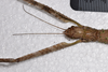 CollectionObject 1598194; QM T246604, f25ba443-f74d-4cfe-b81a-ad7eb39949d7: copyright QM. female: serration on fore femora (holotype). (CollectionObject).