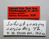 CollectionObject 1531157; 6ff575c9-9111-409e-8b59-8db7aba22f81: male, labels (holotype). (CollectionObject).