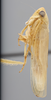 Habitus, lateral view: !! display not done !! on Chlorotettix dentatus Sanders & DeLong, 1923: Lateral. (Observation).