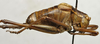 CollectionObject 1535929; 54bd9f26-10e9-4543-b9e2-2a477d51e02d: male, lateral view (syntype of Barbitistes sanzii). (CollectionObject).