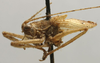 CollectionObject 1535065; 8f588282-f026-4610-acad-e2b77ced5f52: male, lateral view (holotype). (CollectionObject).