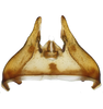 Pygofer, dorsal view: !! display not done !! on Faltala furcipennis Cheng, 1980: (Observation).
