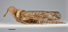 Habitus, lateral view on Dorysarthrus simonyi Melichar, 1912: (Observation).