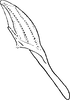 Aedeagus, lateral view: Aedeagus, lateral view. (Observation).