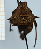 CollectionObject 1585241; ad993950-03e7-4e9c-9230-bf93572c3cb6: female, paratype (frontal view). (CollectionObject).