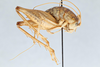CollectionObject 2738254; c8325fda-9399-496a-a0a0-487a1060868a, CNCI 311941: Ceuthophilus armatipes. Lateral view. (CollectionObject).